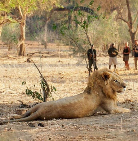Lion laying down with people in the distance watching it