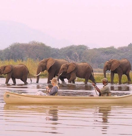 people canoeing beside elephants walking in a river