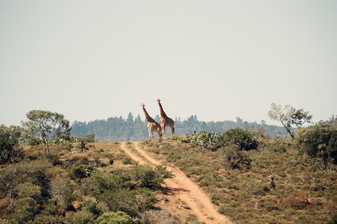 giraffe