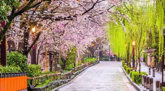 Japanese cherry blossom (sakura) trees