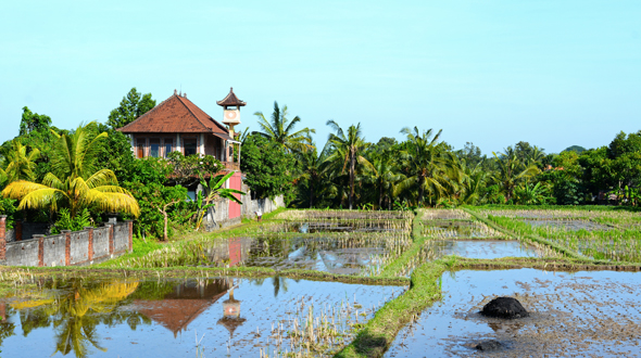 bali