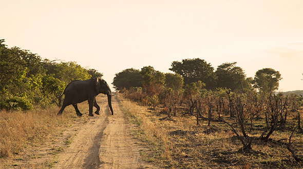 elephant running across a dirt road